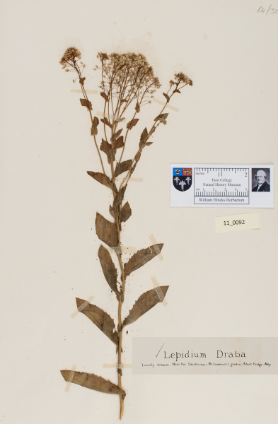 NHM_HH_11.92-2010 image NHM_HH_11.92-2010