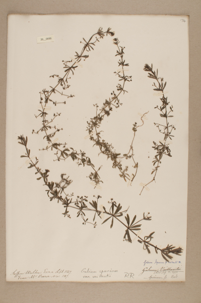 NHM_HH_26.56-2010 image NHM_HH_26.56-2010