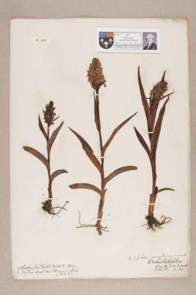 NHM_HH_40.45-2010 image NHM_HH_40.45-2010