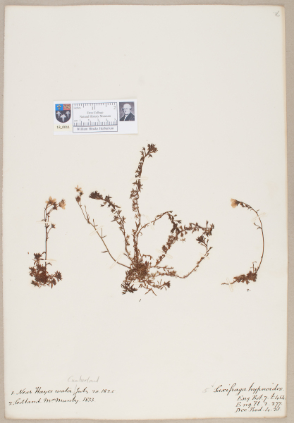 NHM_HH_13.11-2010 image NHM_HH_13.11-2010