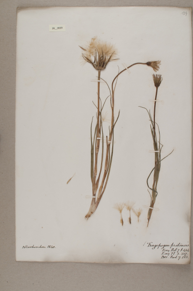 NHM_HH_28.29-2010 image NHM_HH_28.29-2010