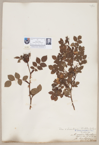 NHM_HH_14.21-2010 image NHM_HH_14.21-2010