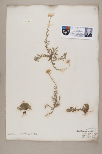 NHM_HH_29.38-2010 image NHM_HH_29.38-2010