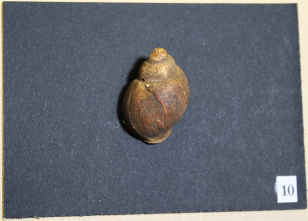 NHM-FT.10-2016 image NHM-FT.10-2016