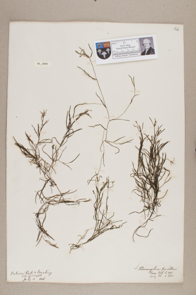 image NHM_HH_30.35-2010