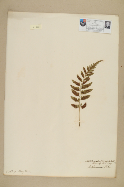 image NHM_HH_42.48-2010