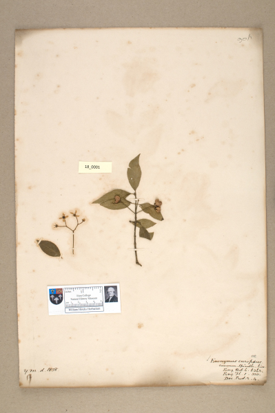 NHM_HH_18.1-2010 image NHM_HH_18.1-2010