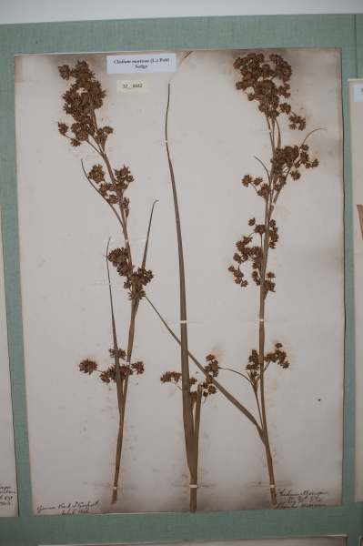 NHM_HH_32.42-2010 image NHM_HH_32.42-2010