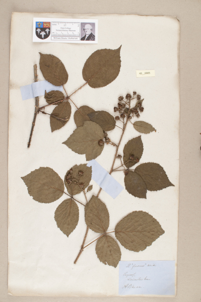 NHM_HH_43.5-2010 image NHM_HH_43.5-2010