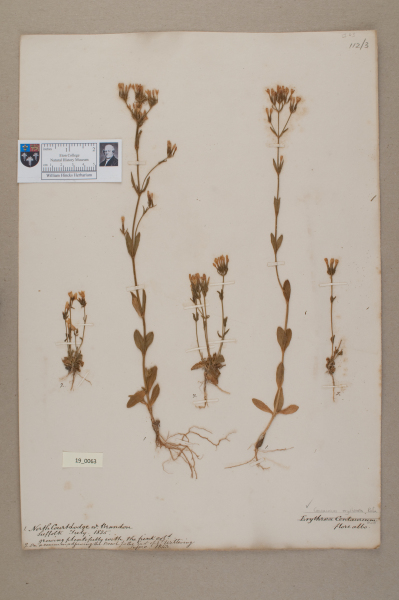 NHM_HH_19.63-2010 image NHM_HH_19.63-2010