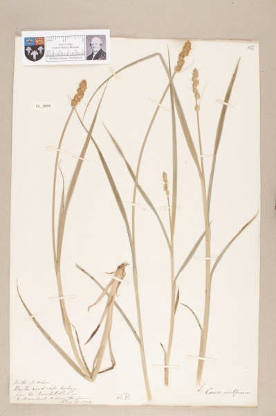 NHM_HH_33.95-2010 image NHM_HH_33.95-2010