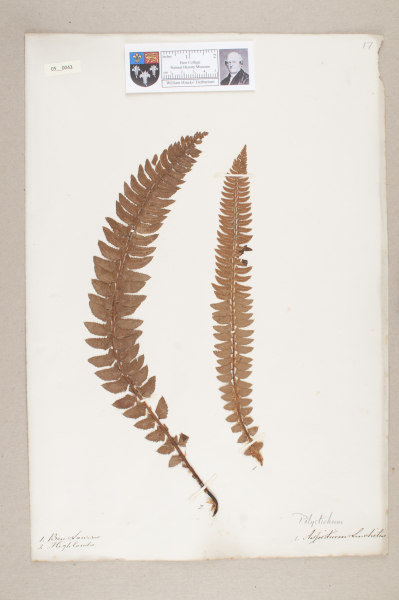 NHM_HH_5.43-2010 image NHM_HH_5.43-2010