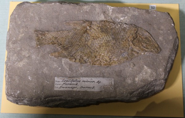 NHM.473-2017 image NHM.473-2017