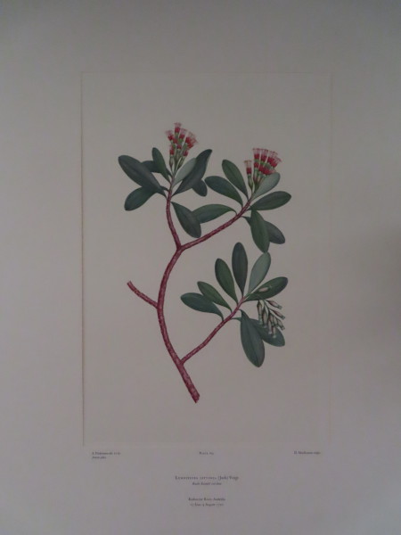 image FDA-E.2916_5_18-2016