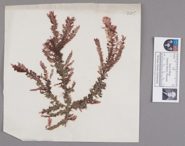 NHM_HH_1.225-2010 image NHM_HH_1.225-2010