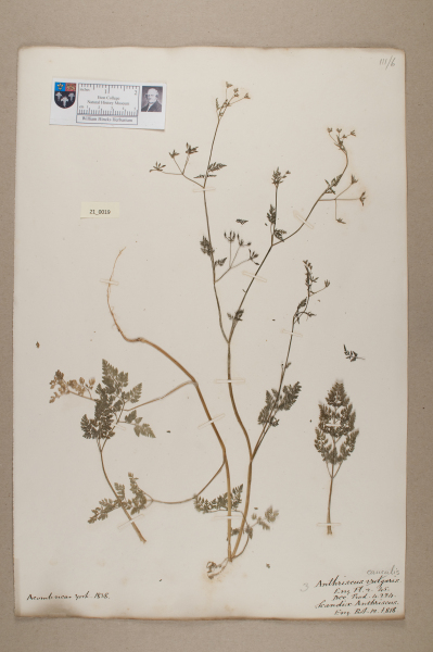 NHM_HH_21.19-2010 image NHM_HH_21.19-2010