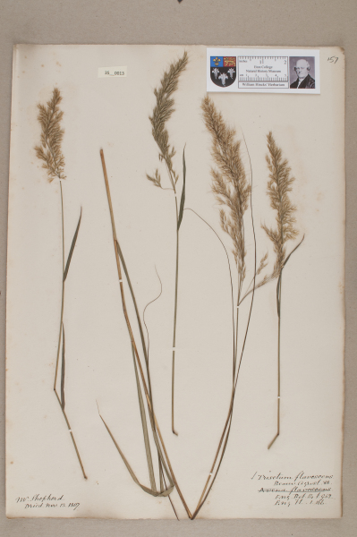 NHM_HH_35.13-2010 image NHM_HH_35.13-2010