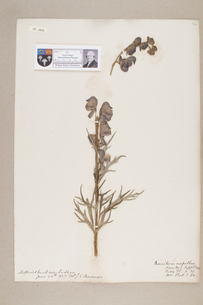 NHM_HH_7.18-2010 image NHM_HH_7.18-2010