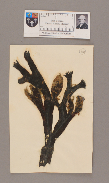 NHM_HH_1.40-2010 image NHM_HH_1.40-2010