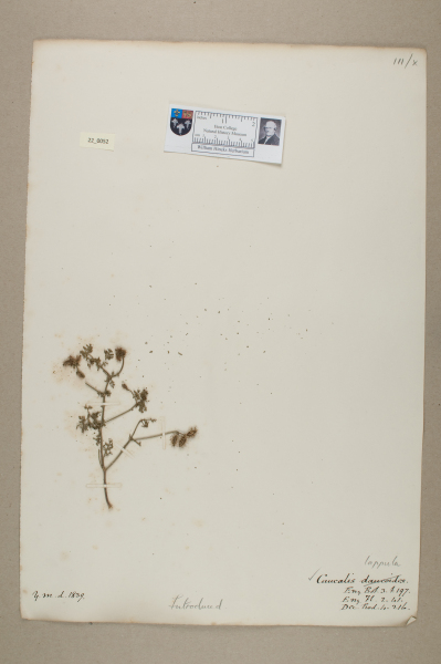 NHM_HH_22.52-2010 image NHM_HH_22.52-2010