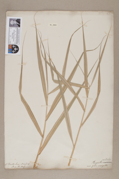 NHM_HH_36.24-2010 image NHM_HH_36.24-2010