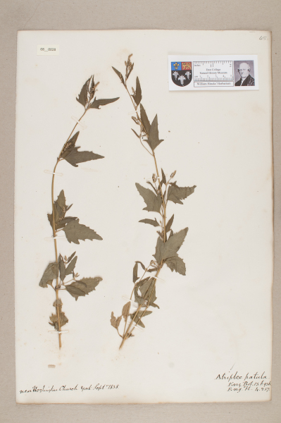 NHM_HH_8.28-2010 image NHM_HH_8.28-2010