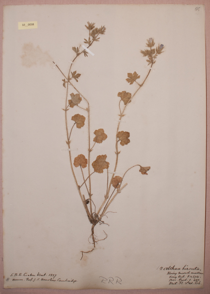 NHM_HH_10.38-2010 image NHM_HH_10.38-2010