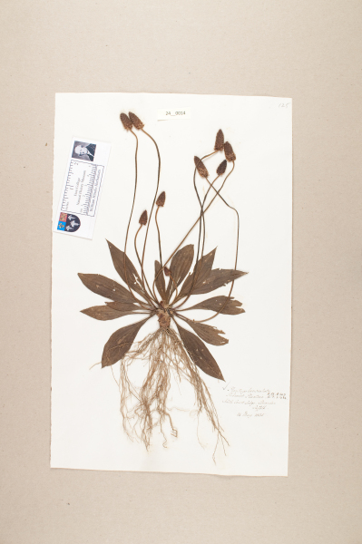 NHM_HH_24.14-2010 image NHM_HH_24.14-2010