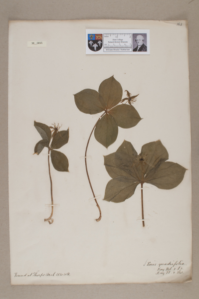 NHM_HH_38.15-2010 image NHM_HH_38.15-2010