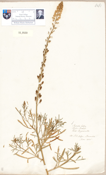 NHM_HH_11.133-2010 image NHM_HH_11.133-2010