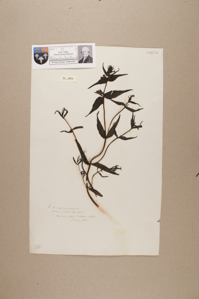 NHM_HH_25.72-2010 image NHM_HH_25.72-2010