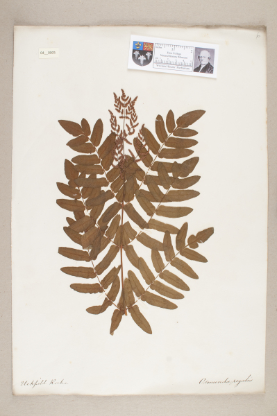 NHM_HH_4.5-2010 image NHM_HH_4.5-2010