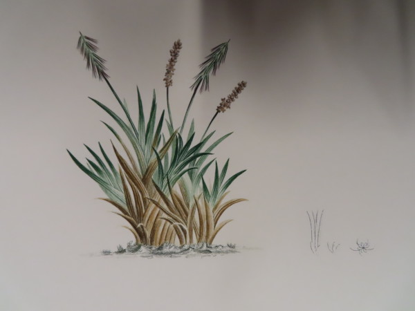 image FDA-E.2916_34_24-2016-A