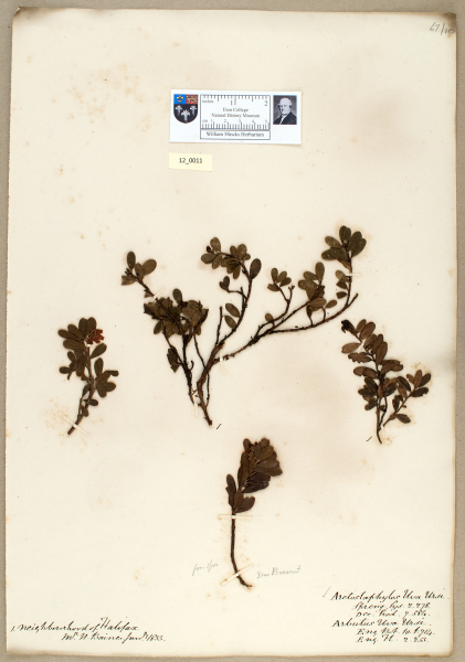 NHM_HH_12.11-2010 image NHM_HH_12.11-2010