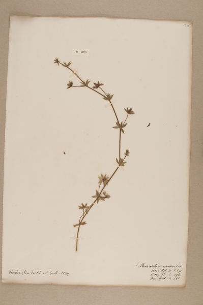 NHM_HH_26.65-2010 image NHM_HH_26.65-2010