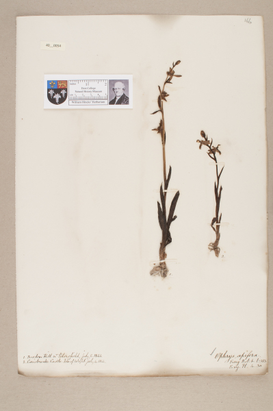 NHM_HH_40.54-2010 image NHM_HH_40.54-2010