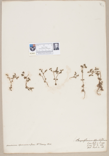 NHM_HH_13.20-2010 image NHM_HH_13.20-2010