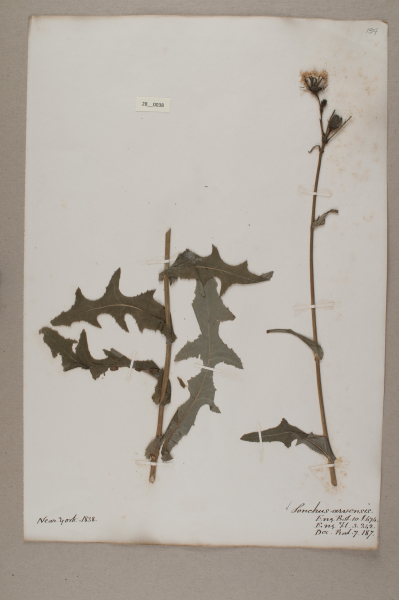 NHM_HH_28.38-2010 image NHM_HH_28.38-2010