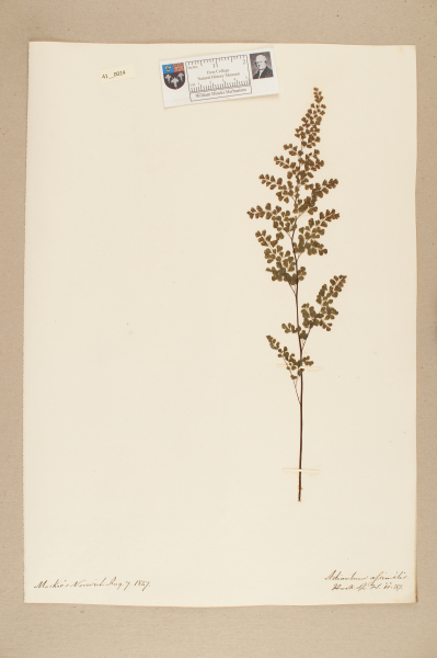 NHM_HH_41.24-2010 image NHM_HH_41.24-2010