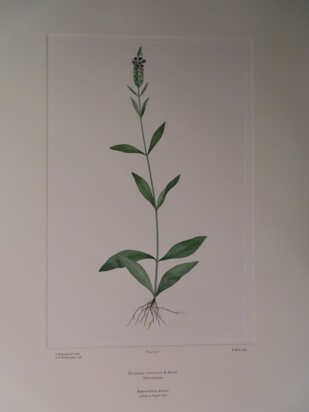 FDA-E.2916_11_9-2016 image FDA-E.2916_11_9-2016