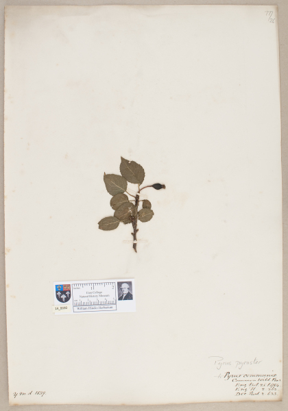 NHM_HH_14.30-2010 image NHM_HH_14.30-2010