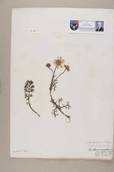 NHM_HH_29.47-2010 image NHM_HH_29.47-2010