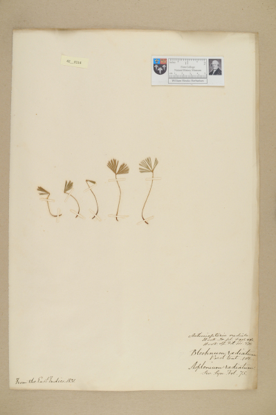 NHM_HH_42.114-2010 image NHM_HH_42.114-2010