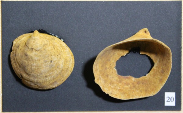 NHM-FT.20__-2016 image NHM-FT.20__-2016