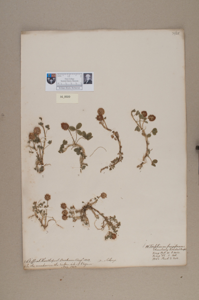 NHM_HH_16.20-2010 image NHM_HH_16.20-2010