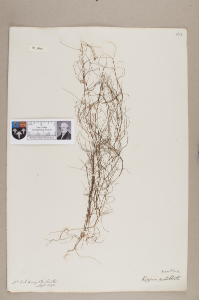 NHM_HH_30.44-2010 image NHM_HH_30.44-2010