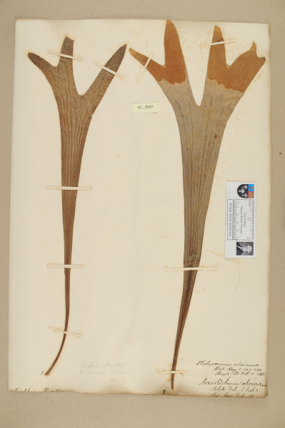 NHM_HH_42.57-2010 image NHM_HH_42.57-2010