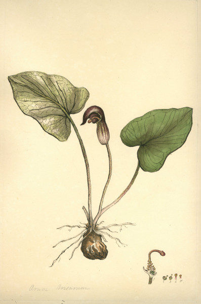 image NHM-HH.9-2014