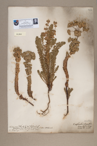 NHM_HH_18.19-2010 image NHM_HH_18.19-2010