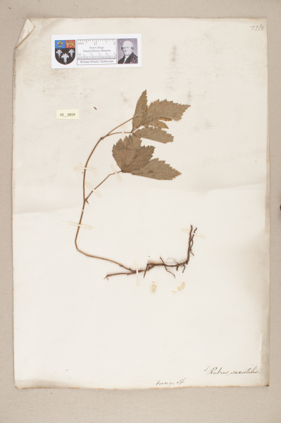 NHM_HH_43.59-2010 image NHM_HH_43.59-2010